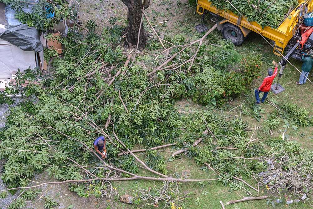 tree trimming services st charles