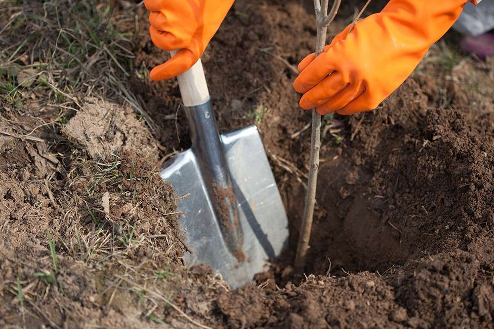 tree planting company St. Charles