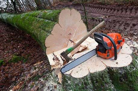 large tree removal company