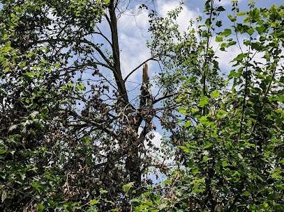 tree damage from storm due to inadequate trimming
