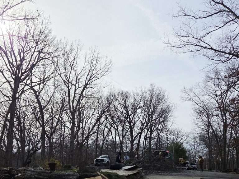 Wentzville tree removal AFTER 2026-03