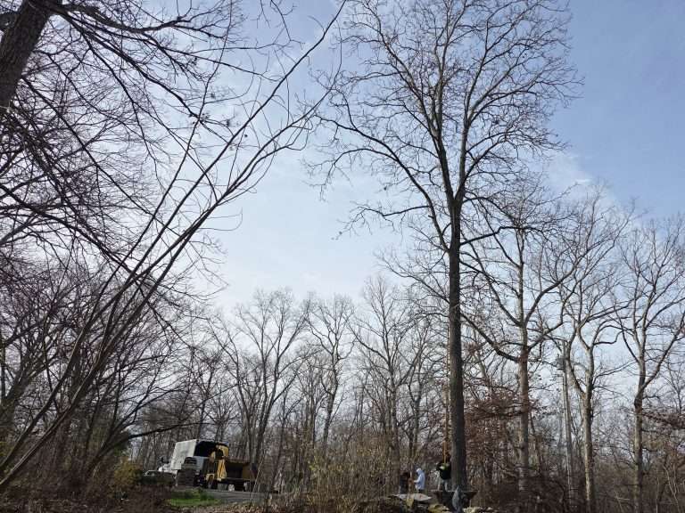 Wentzville tree removal BEFORE 1 2026-03