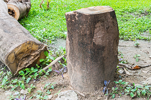 stump grinding services